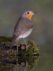 PETIRROJO ERITHACUS RUBECULA
