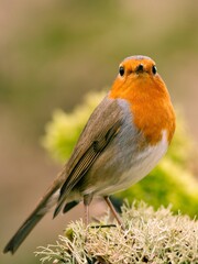 PETIRROJO ERITHACUS RUBECULA
