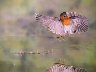 PETIRROJO ERITHACUS RUBECULA  © pablosdoc