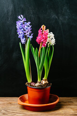 Multicolored hyacinths on a black board background