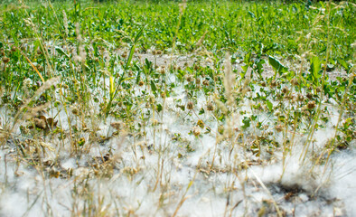 july fluff in the grass
