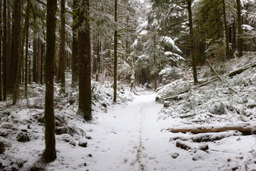 Beautiful Hiking Trail in the Forest during winter morning. White Snow Covered. Taken in Squamish, North of Vancouver, British Columbia, Canada.