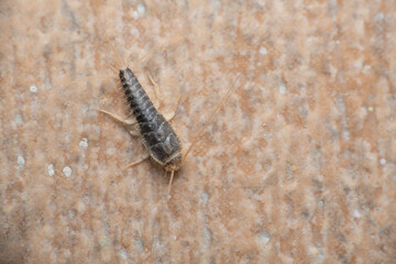 The silverfish (Lepisma saccharinum) or saccharina