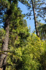 Bamboo forest with sun flare at Arashiyama, Japan 
