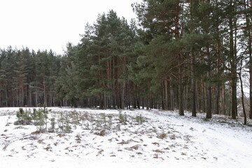 Russian forest edge with snowy glade and young growth of pine trees at early spring day landscape