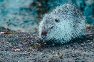 Beaver near the river