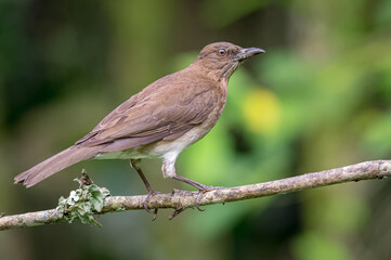 Portrait of a blackbird on a branch with mushrooms