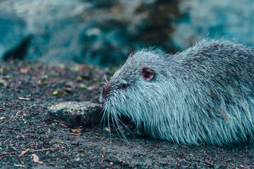 Beaver near the river