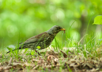 Bird on the grass
Turdus pilaris