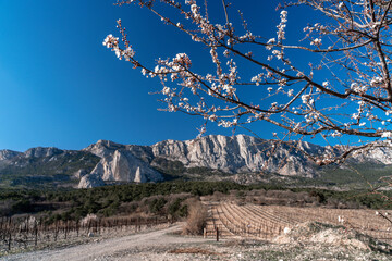 Branches with white plum or plum blossoms on a background of blue sky, mountains and a vineyard.