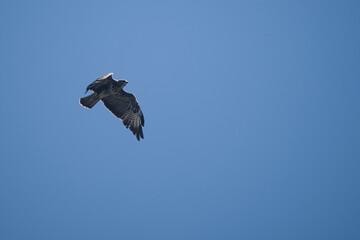 Buzzard on the hunt, flying over the field in search of prey