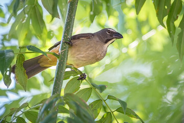 Restless bird actively searching for food among tree branches