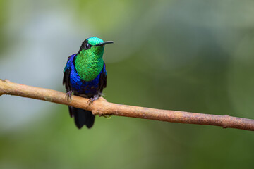 Iridescent hummingbird perched on a small branch with a downy circular background