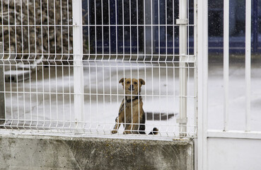 Dog in kennel