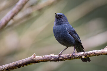 Small black bird resting gracefully on a branch