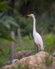 Great heron perched on a huge rock while taking a break