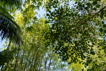 Bamboo forest with sun flare at Arashiyama, Japan 