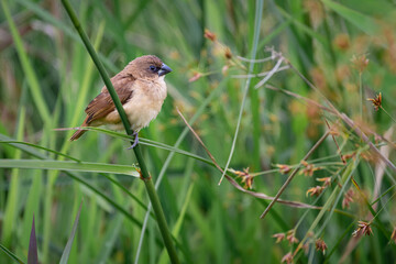 Small seedeater perched on a branch among the beautiful green grass