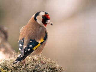 JILGUERO CARDUELIS CARDUELIS