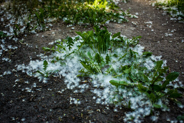 july fluff in the grass