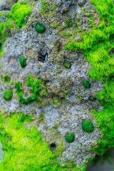 Obraz premium LAPA - LIMPET (Patella aspera), Berria beach, Marismas de Santoña, Victoria y Joyel Natural Park, Santoña, Cantabrian Sea, Cantabria, Spain, Europe