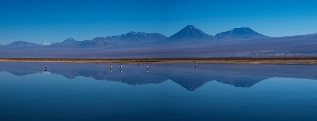 the flamingo national reserve, San Pedro de Atacama Chile panoramic laguna blue © Xavi