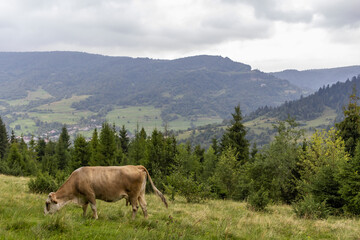 Majestic view on foggy Carpathian mountains Meadow. Cow Graze in the Carpathian mountains Meadow