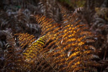 Ferns in the forest illuminated by sunlight