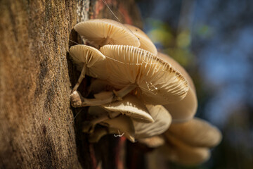 A forest mushroom on a tree trunk