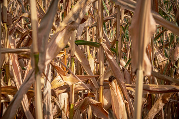 Corn in a dried up field