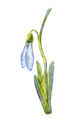 White snowdrop blooms in spring. Early flowers. Hand drawn watercolor illustration isolated on white background