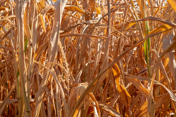 A dried up cornfield after weeks without rain