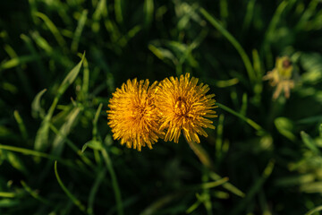 Buttercups in the grass with some sunlight