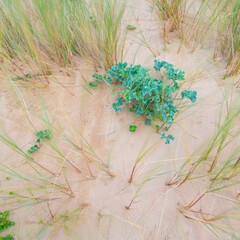 Fototapeta premium SEA HOLLY - CARDO MARINO (Eryngium maritimum), Valdearenas beach, Dunas de Liencres Natural Park, Cantabrian Sea, Piélagos Muicipality, Cantabria, Spain, Europe