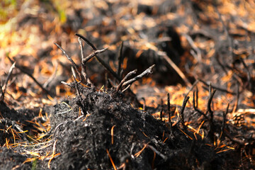 Forest after the fire, burnt grass and bushes.