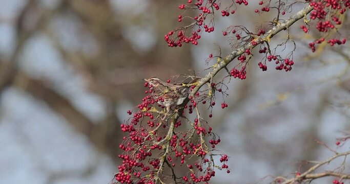 grive mauvis (Turdus iliacus) mangeant des baies rouges
