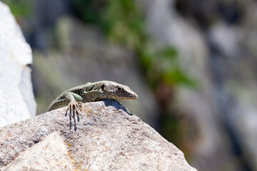 The Madeiran wall lizard (Teira dugesii) is an endemic species of the Madeira Archipelago, Portugal
