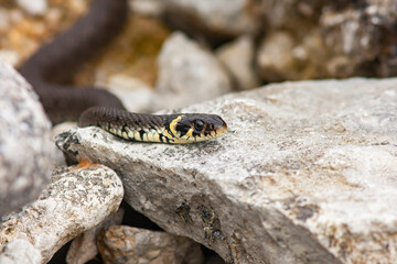 Beautiful reptile grass snake, Natrix natrix on a limestone on the beach