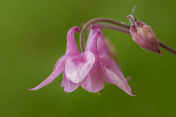 Pink- flowered common columbine, Aquilegia vulgaris blossoming