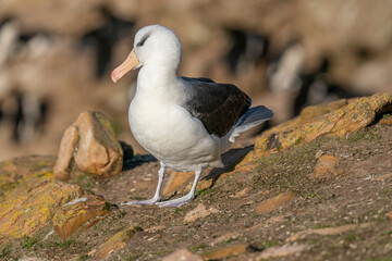 The black-browed albatross (Thalassarche melanophris)