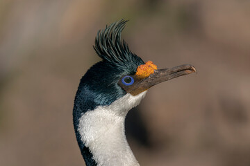 King Cormorant (Phalacrocorax atriceps)