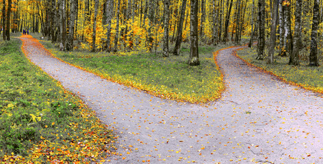 A wide trail in the autumn park forks into two hiking trails going in different directions.