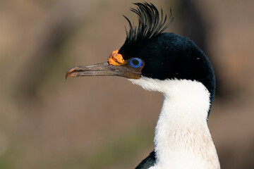King Cormorant (Phalacrocorax atriceps)
