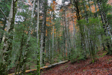Autumn beech forest in Ordesa and Monte Perdido National Park, Spain