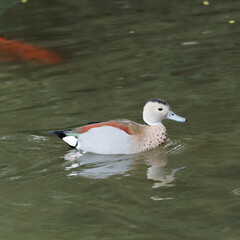 (Callonetta leucophrys) Rotschulterente  mit wunderschön gefärbtes Gefieder Schwimmen und Paddeln in einem kleinen Teich