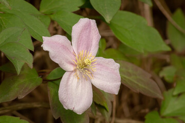 Pink Clematis Montana with Green Leaves