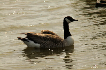 A view of aCanada Goose