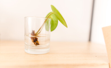 pilea plant propagation in water 