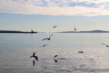 Seagulls flying above the sea. Small lighthouse in the background. Beautiful landscape in Split, Croatia.