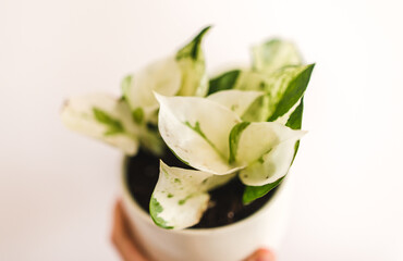 Epipremnum Happy Leaf white leaves close up